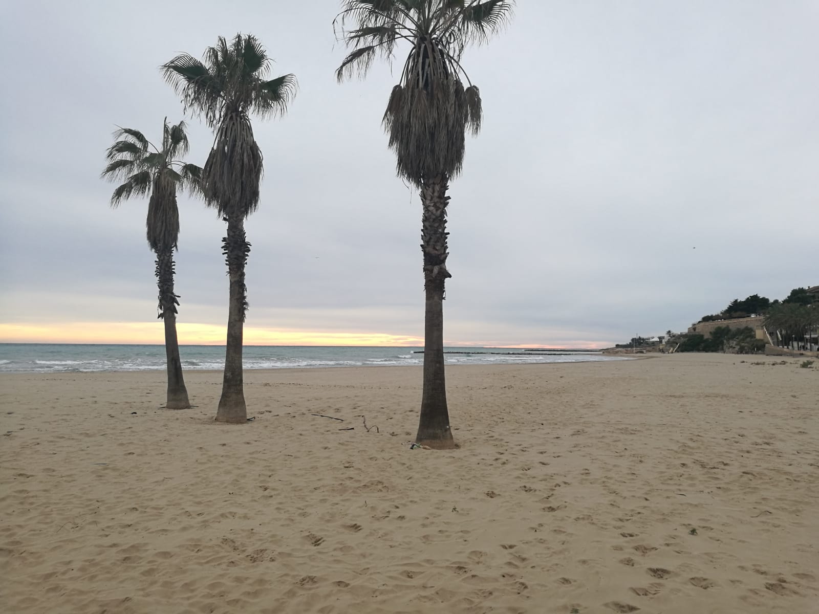 palmeres-1